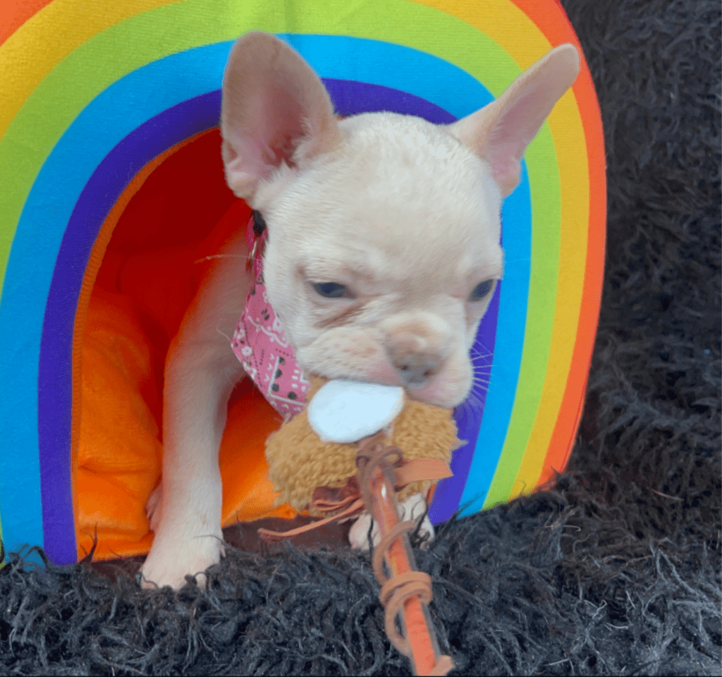 Trinity Platinum French Bulldog Female | Born March 4th 2023
