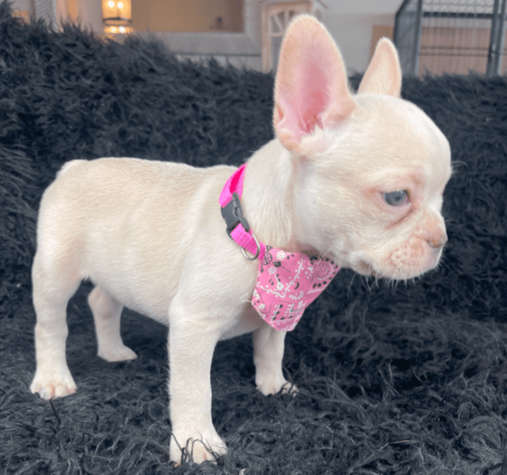 Trinity Platinum French Bulldog Female | Born March 4th 2023