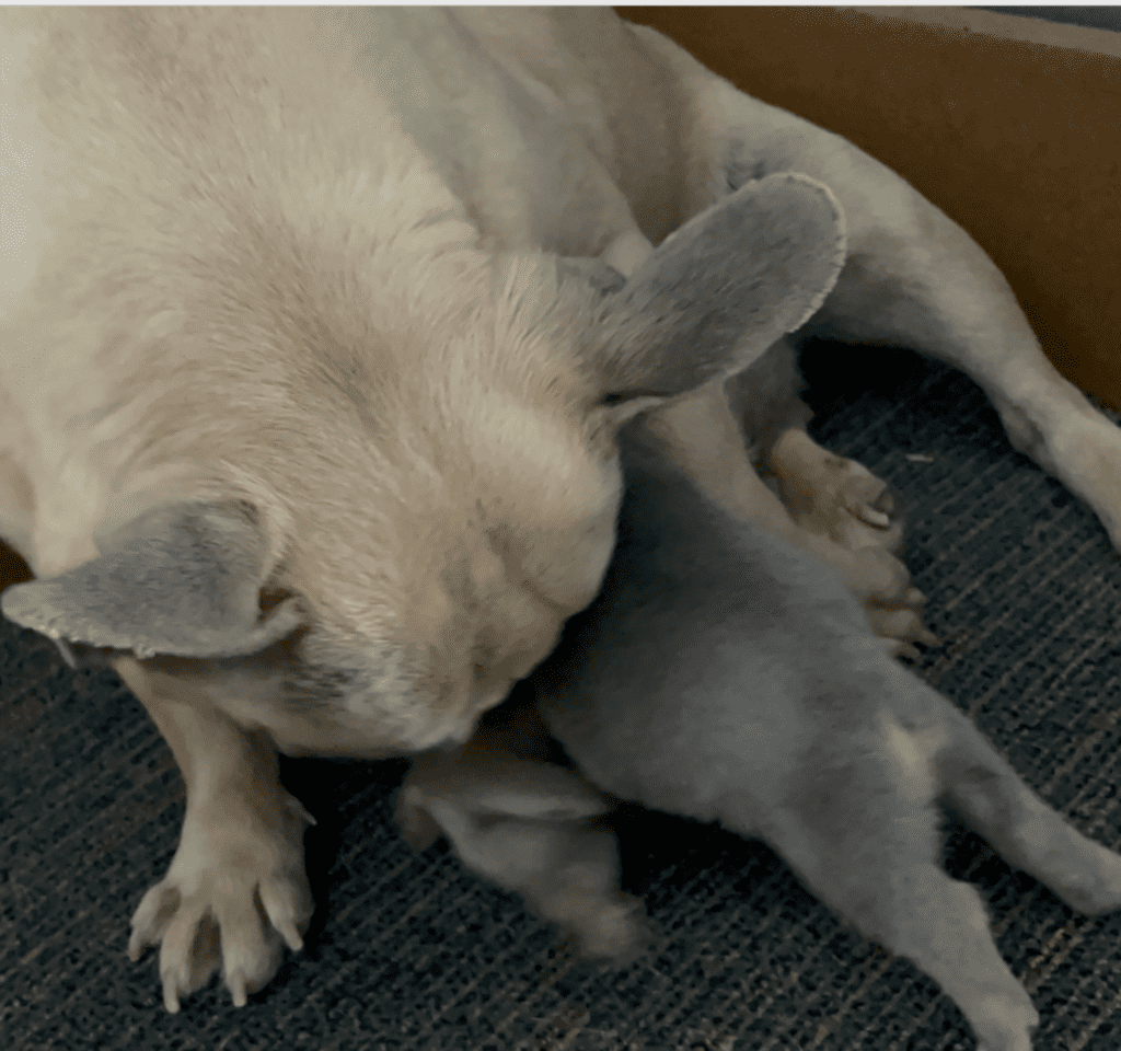 Lilac & Tan, and Blue Fawn French Bulldog Litter | Born April 15, 2023