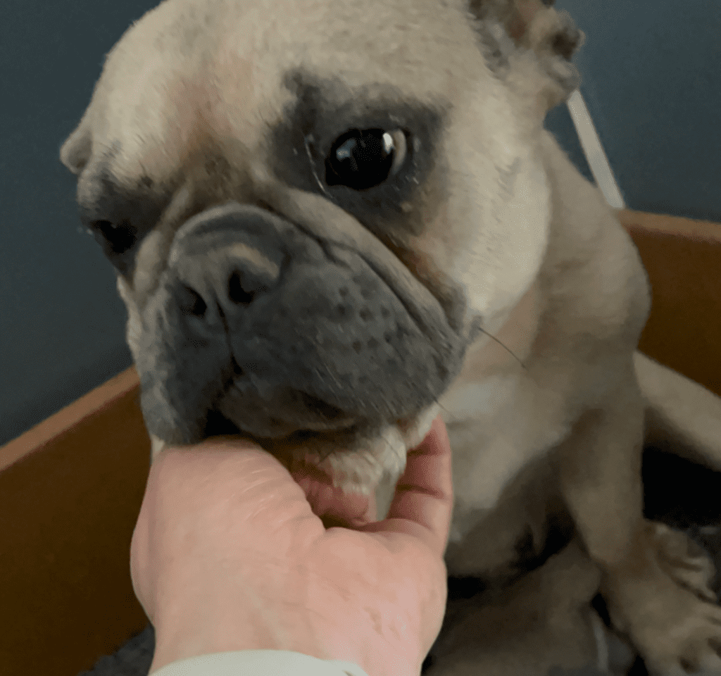 Lilac & Tan, and Blue Fawn French Bulldog Litter | Born April 15, 2023