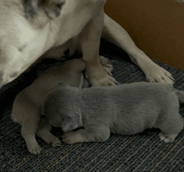 Lilac & Tan, and Blue Fawn French Bulldog Litter | Born April 15, 2023