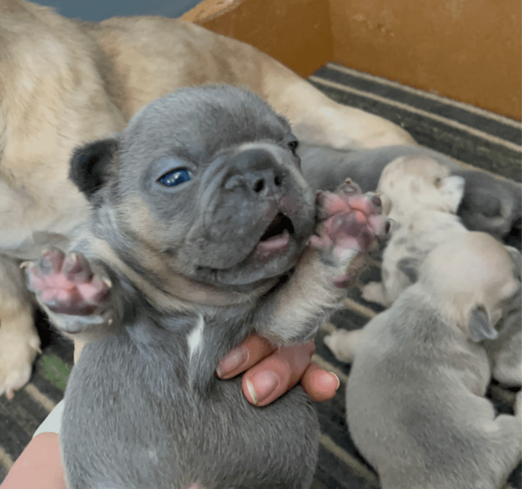 Blue & Tan, Blue Fawn and Merle French Bulldog Litter | Born April 10, 2023