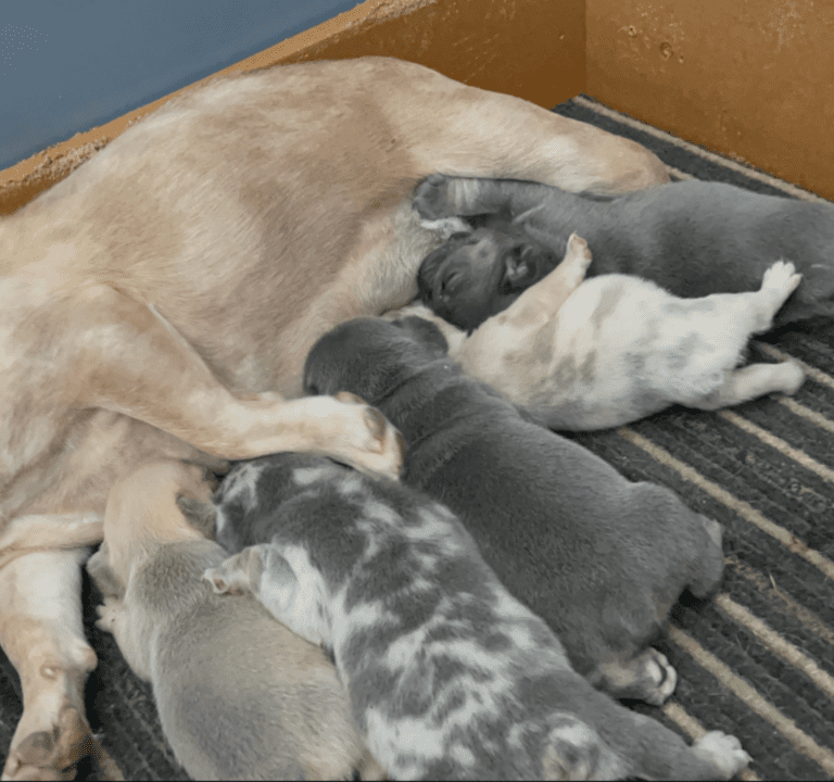 Blue & Tan, Blue Fawn and Merle French Bulldog Litter | Born April 10, 2023
