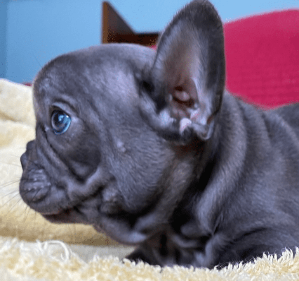 Zeta Blue French Bulldog Female | Ready May 17th, 2023
