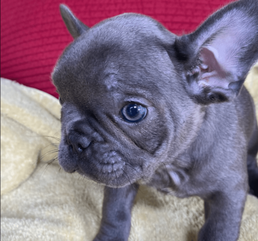 Zeta Blue French Bulldog Female | Ready May 17th, 2023