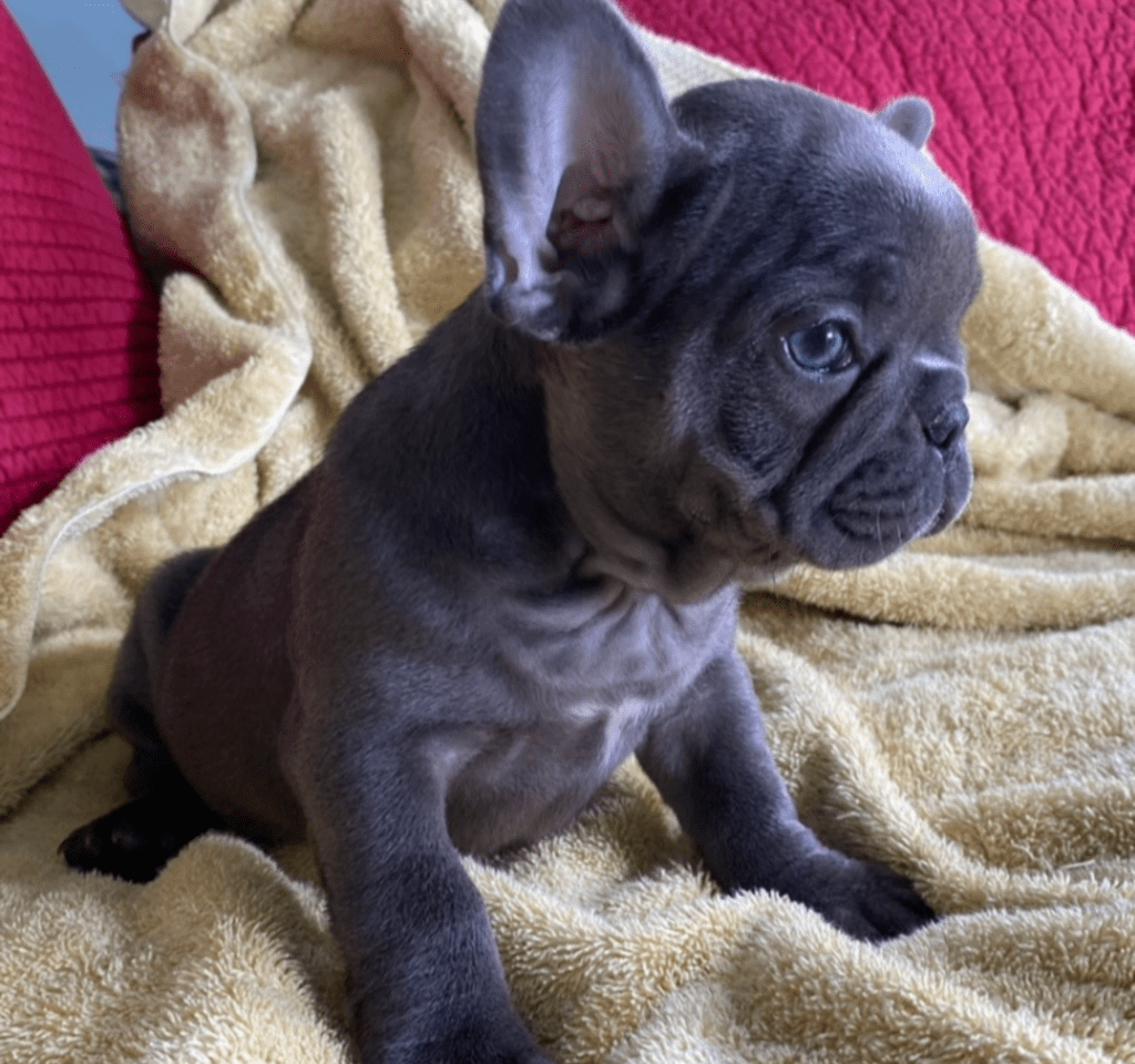 Zeta Blue French Bulldog Female | Ready May 17th, 2023