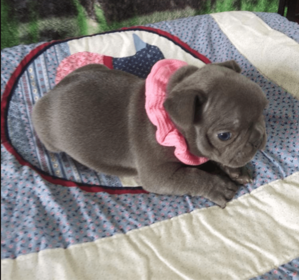 Zeta Blue French Bulldog Female | Ready May 17th, 2023