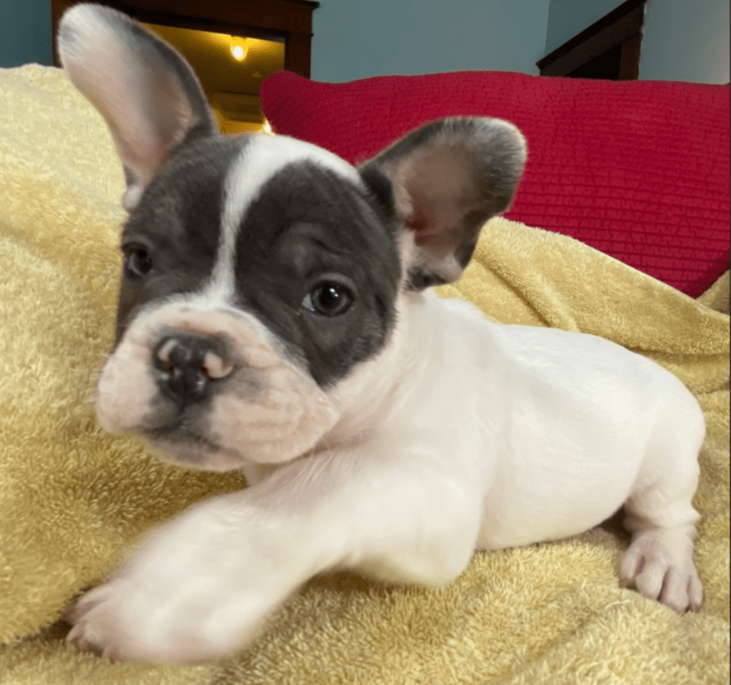 Ziggy Blue Pied French Bulldog Male | Ready May 17th, 2023
