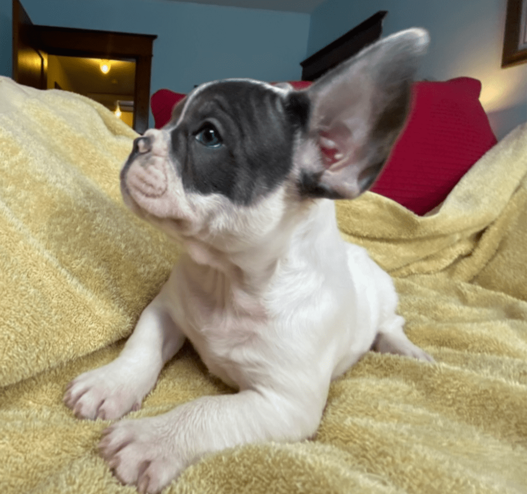 Ziggy Blue Pied French Bulldog Male | Ready May 17th, 2023