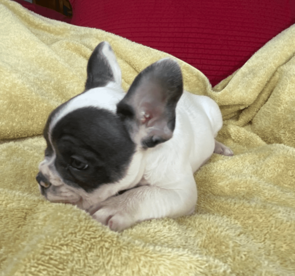 Ziggy Blue Pied French Bulldog Male | Ready May 17th, 2023