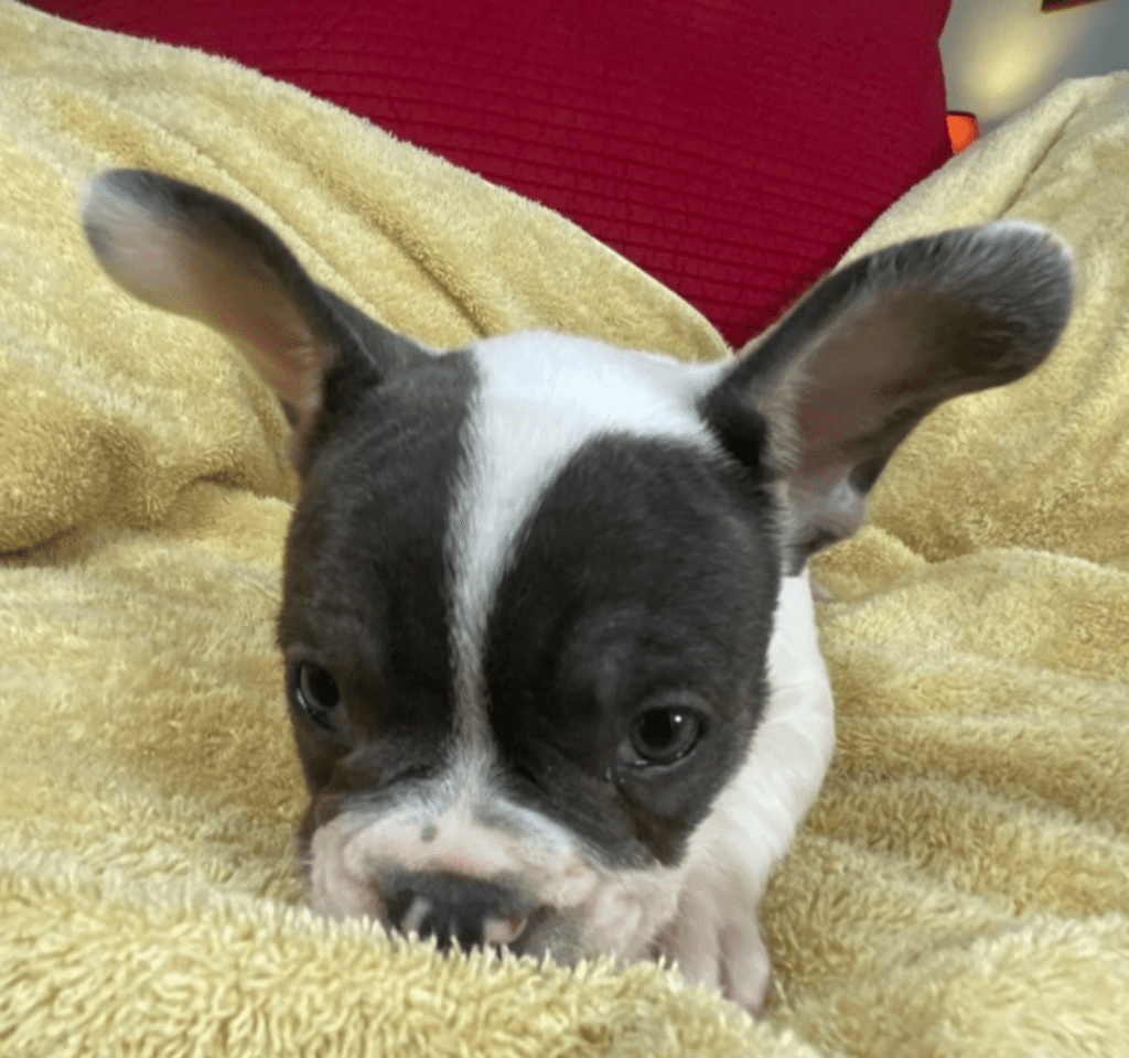 Ziggy Blue Pied French Bulldog Male | Ready May 17th, 2023