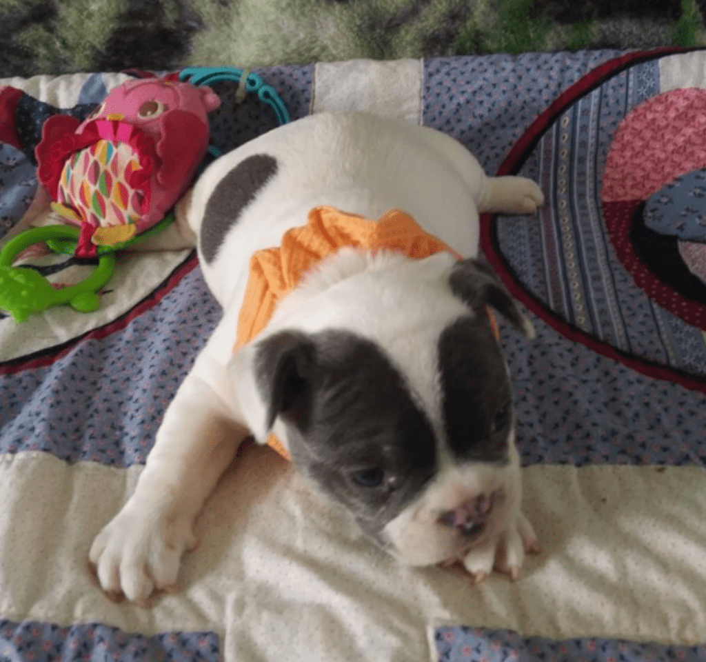 Ziggy Blue Pied French Bulldog Male | Ready May 17th, 2023