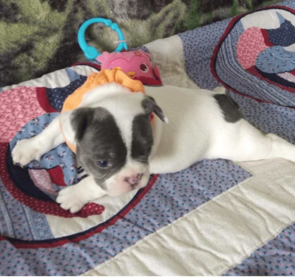 Ziggy Blue Pied French Bulldog Male | Ready May 17th, 2023