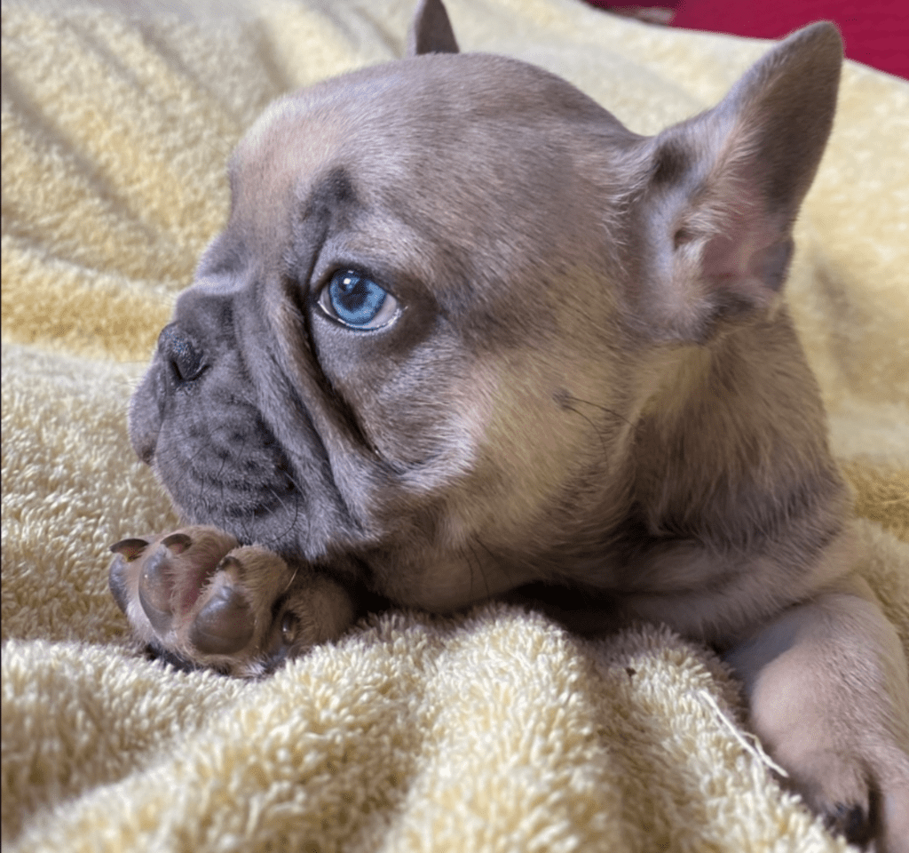 Zeus Blue Fawn French Bulldog Male | Ready May 17th, 2023