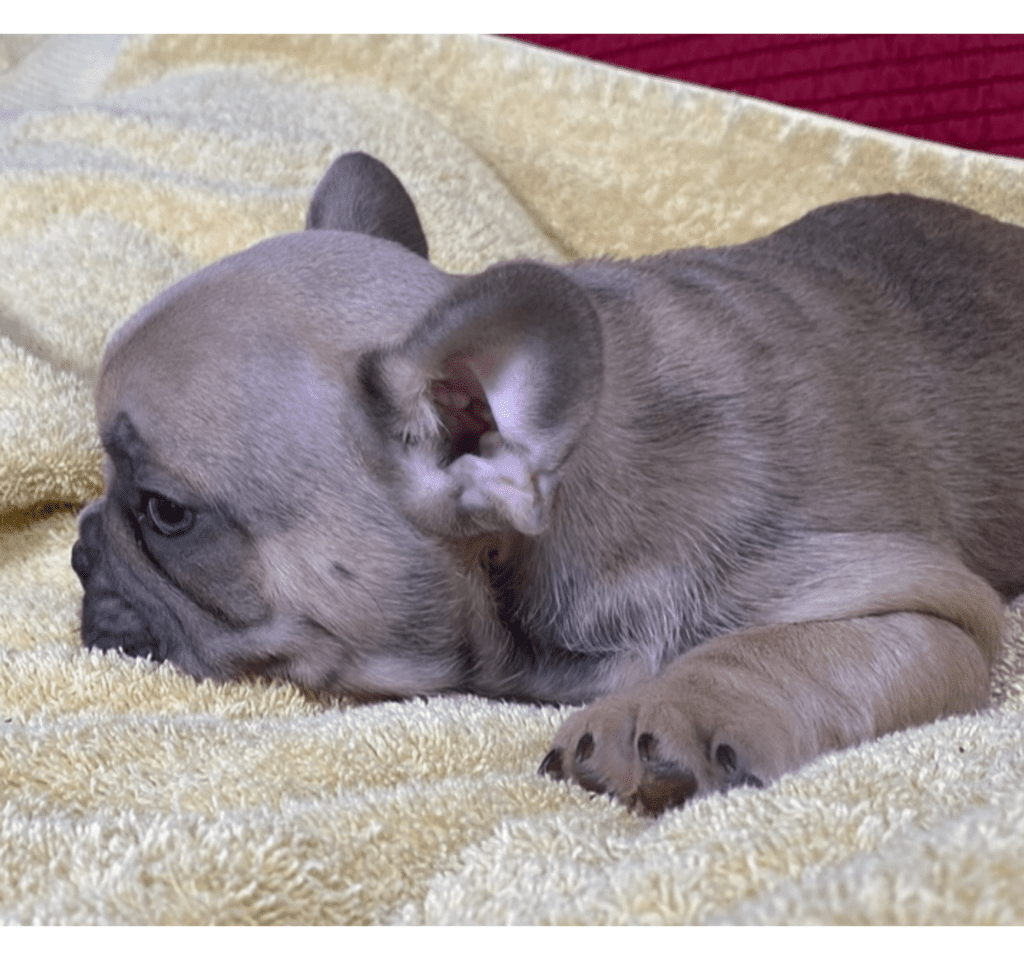 Zeus Blue Fawn French Bulldog Male | Ready May 17th, 2023