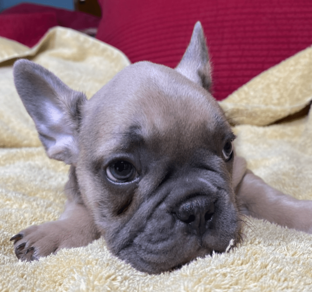 Zeus Blue Fawn French Bulldog Male | Ready May 17th, 2023
