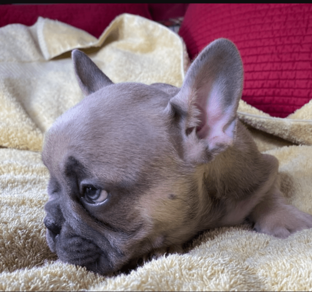 Zeus Blue Fawn French Bulldog Male | Ready May 17th, 2023