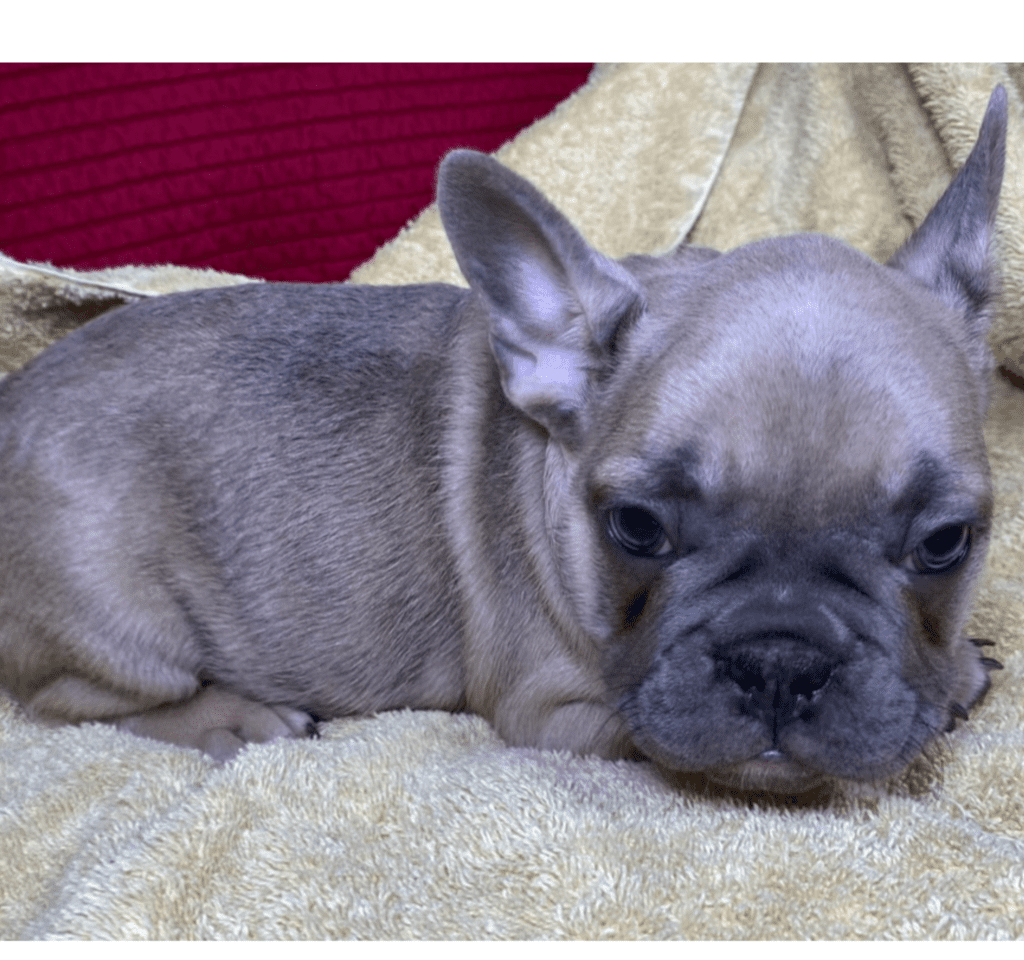 Zeus Blue Fawn French Bulldog Male | Ready May 17th, 2023