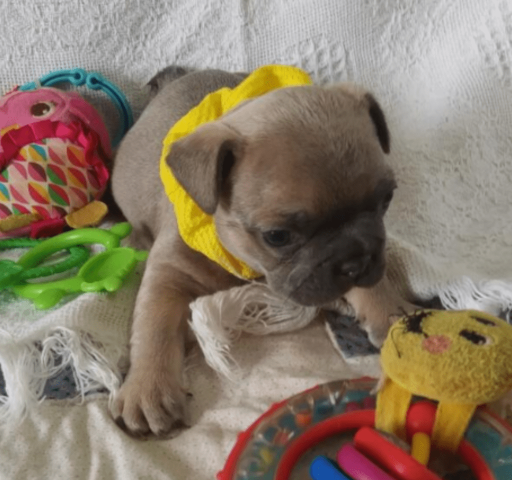 Zeus Blue Fawn French Bulldog Male | Ready May 17th, 2023