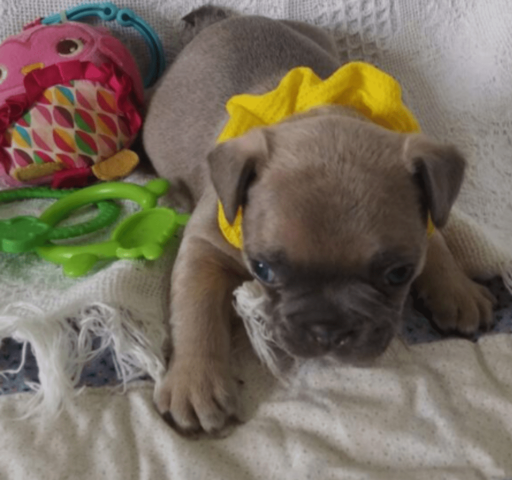 Zeus Blue Fawn French Bulldog Male | Ready May 17th, 2023