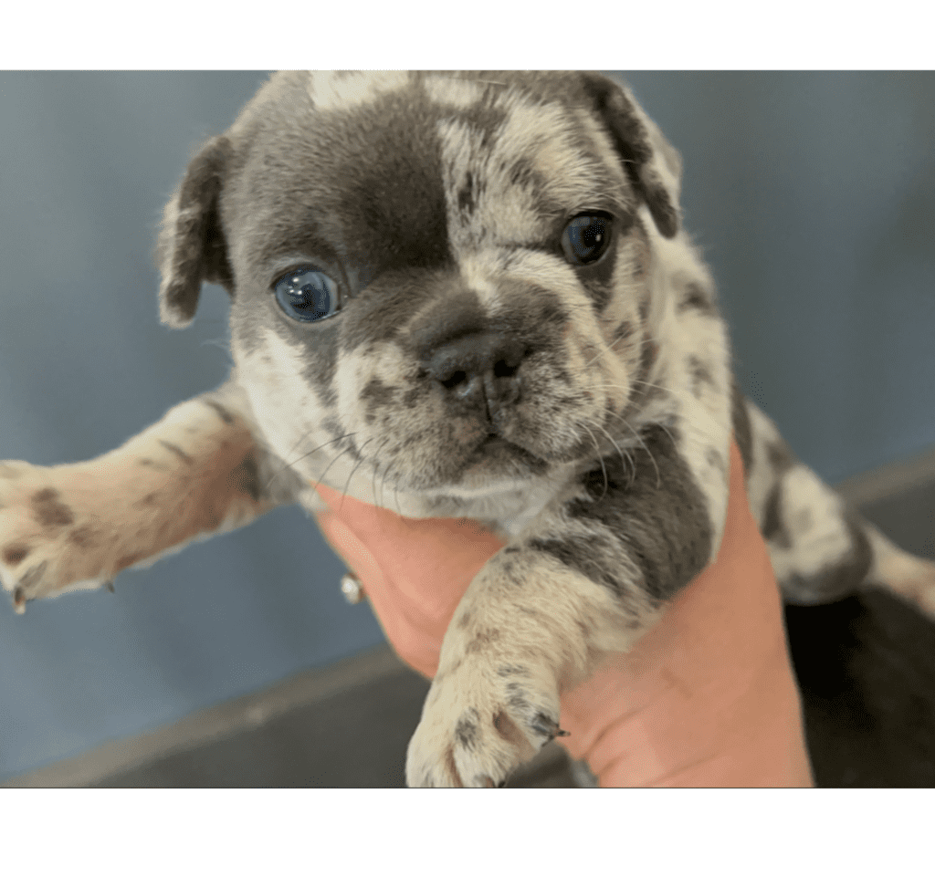 Hugo Blue Merle French Bulldog Male | Born April 27th, 2023