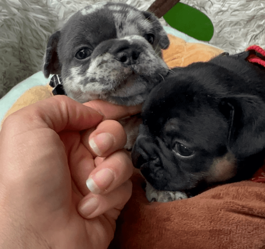 Hugo Blue Merle French Bulldog Male | Born April 27th, 2023