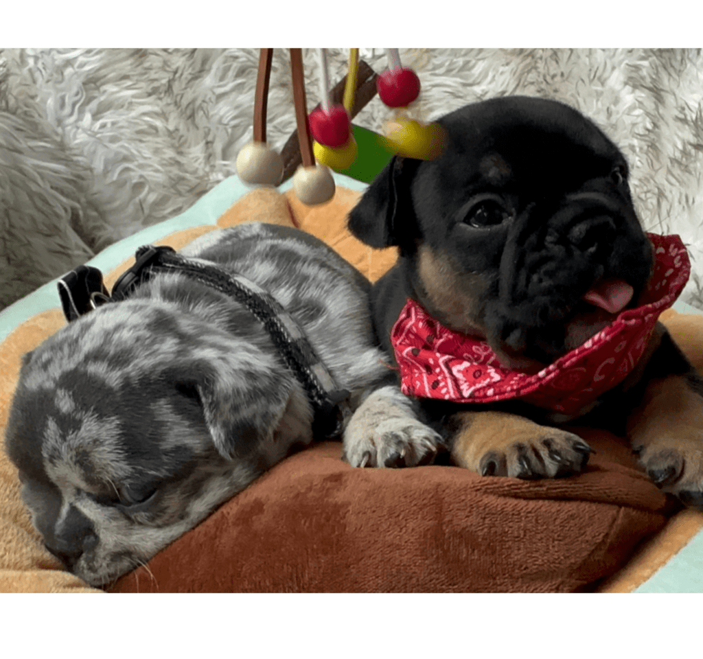 Hugo Blue Merle French Bulldog Male | Born April 27th, 2023