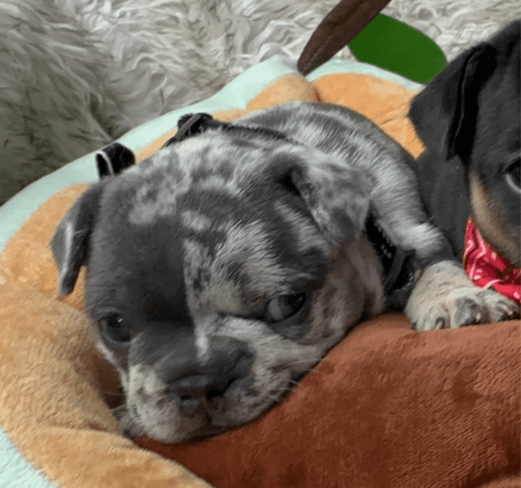 Hugo Blue Merle French Bulldog Male | Born April 27th, 2023