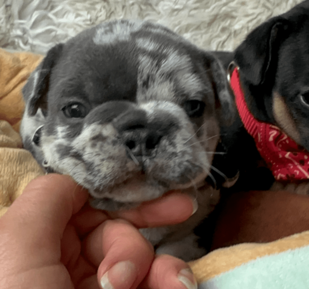 Hugo Blue Merle French Bulldog Male | Born April 27th, 2023