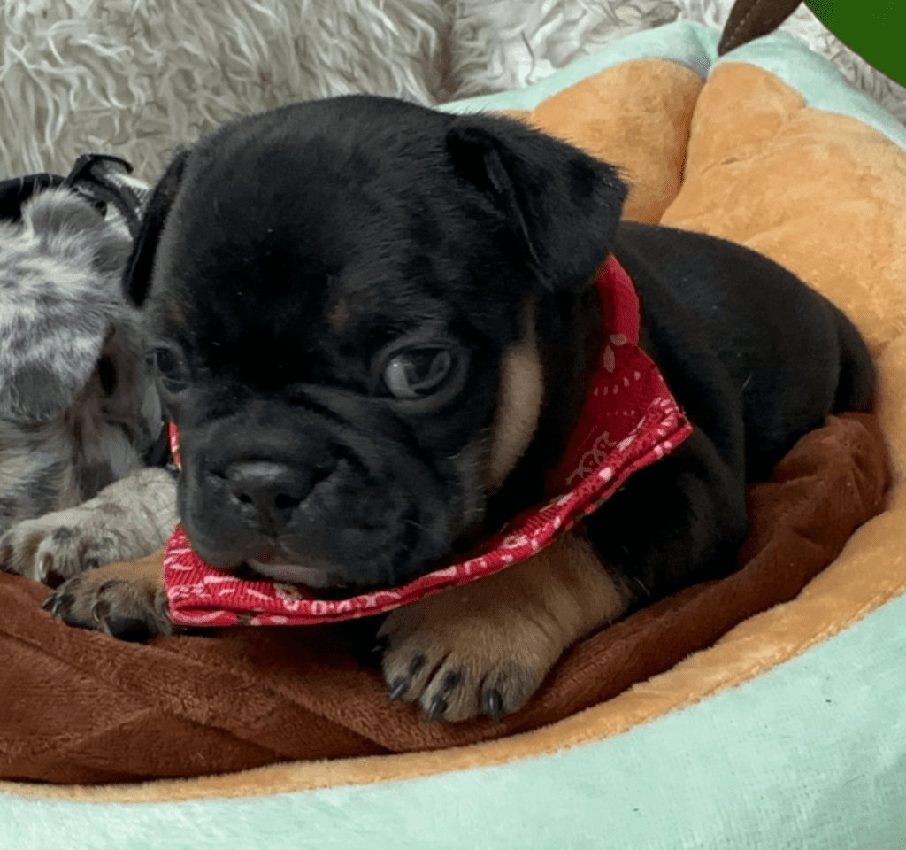 Hulk Black and Tan French Bulldog Male | Born April 27th, 2023