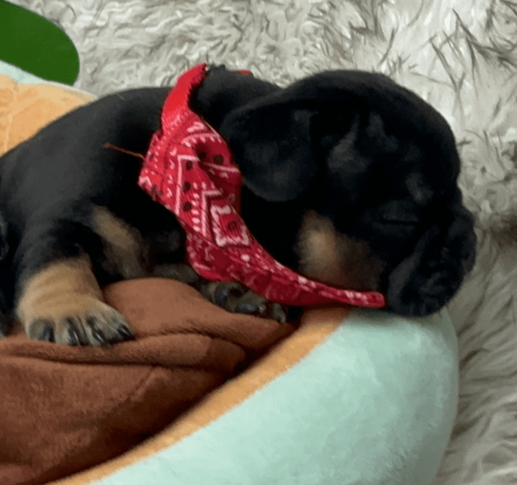 Hulk Black and Tan French Bulldog Male | Born April 27th, 2023