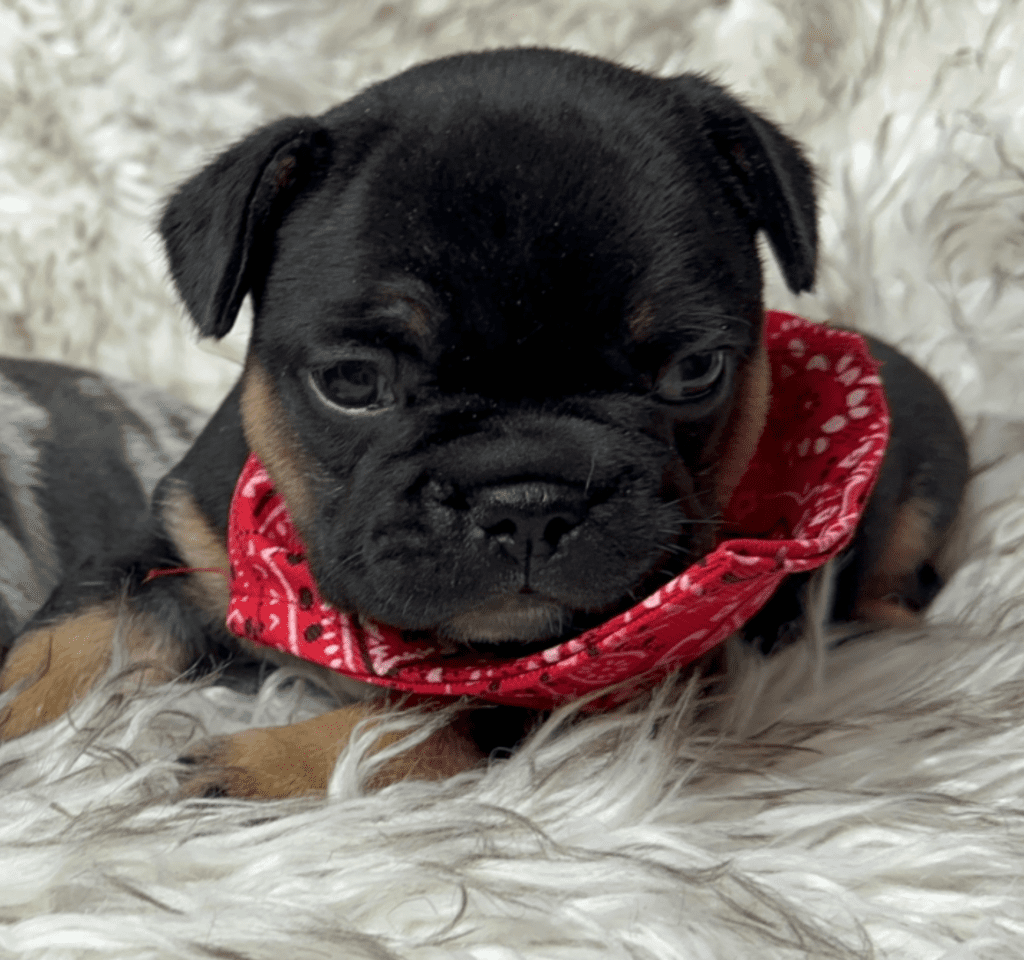 Hulk Black and Tan French Bulldog Male | Born April 27th, 2023