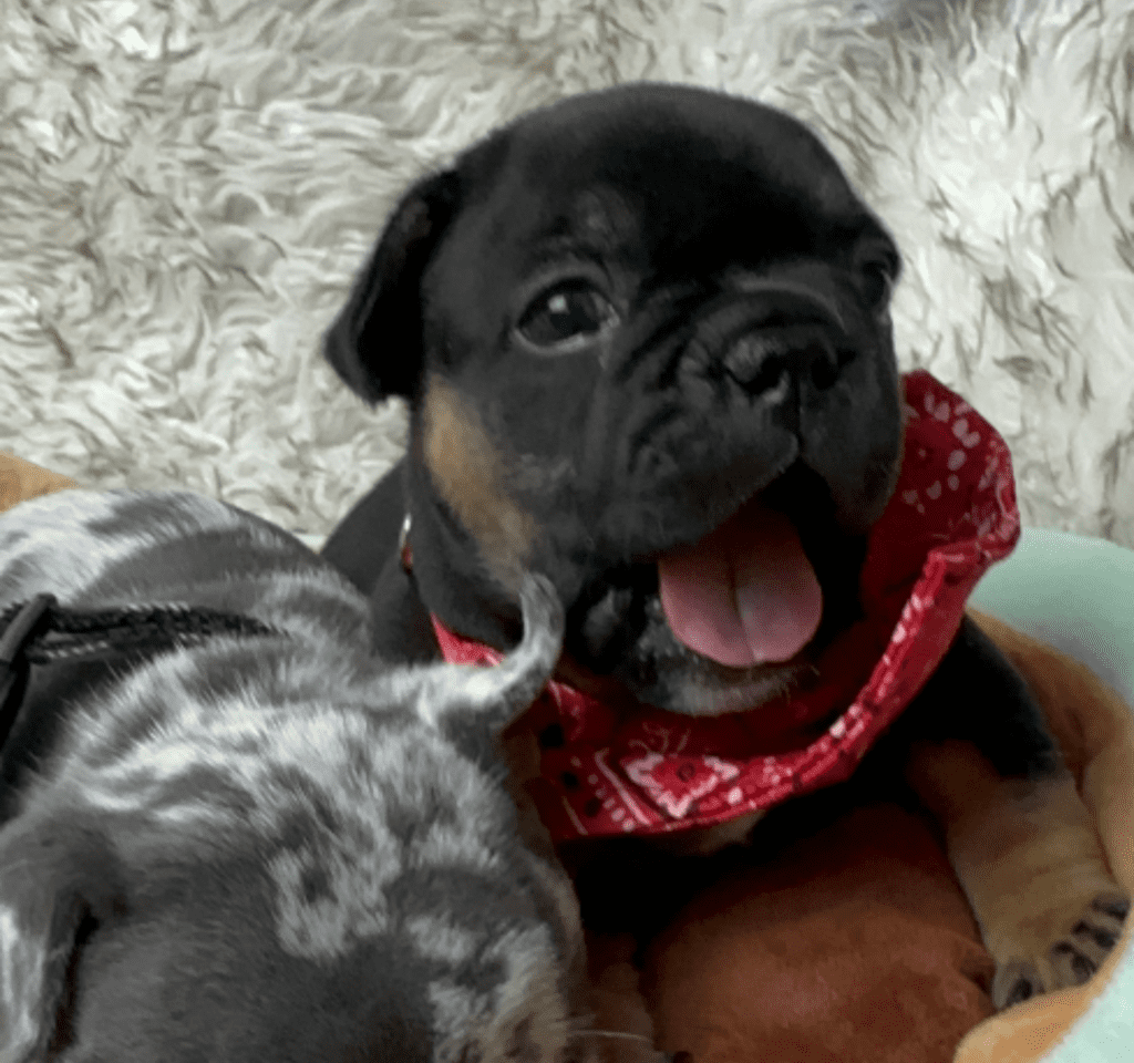 Hulk Black and Tan French Bulldog Male | Born April 27th, 2023