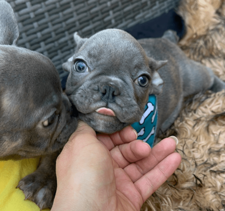 Dynamo | Blue French Bulldog Male | Adopted