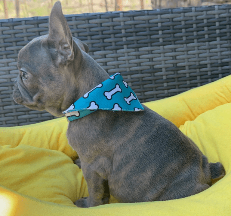Dynamo | Blue French Bulldog Male | Adopted