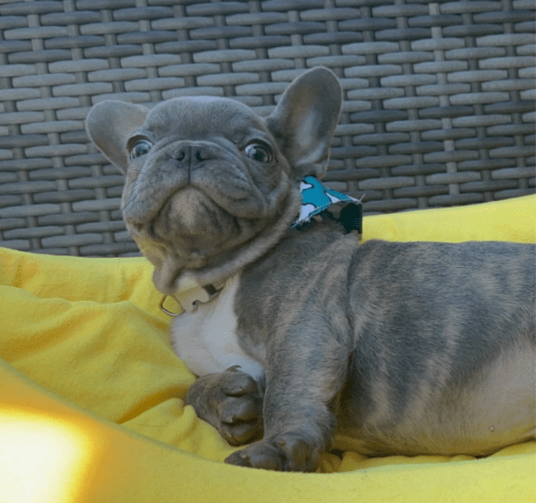 Dynamo | Blue French Bulldog Male | Adopted