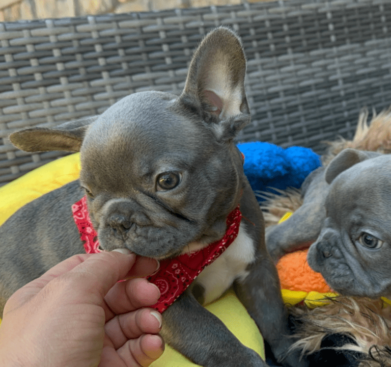 Dash | Blue French Bulldog Male | Adopted