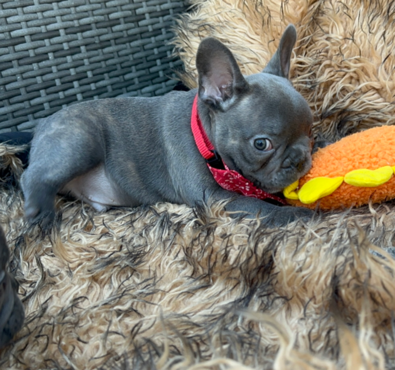 Dash | Blue French Bulldog Male | Adopted