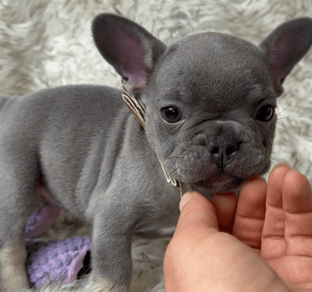 Gigi | Lilac and Tan French Bulldog Female | Born April 4th, 2023