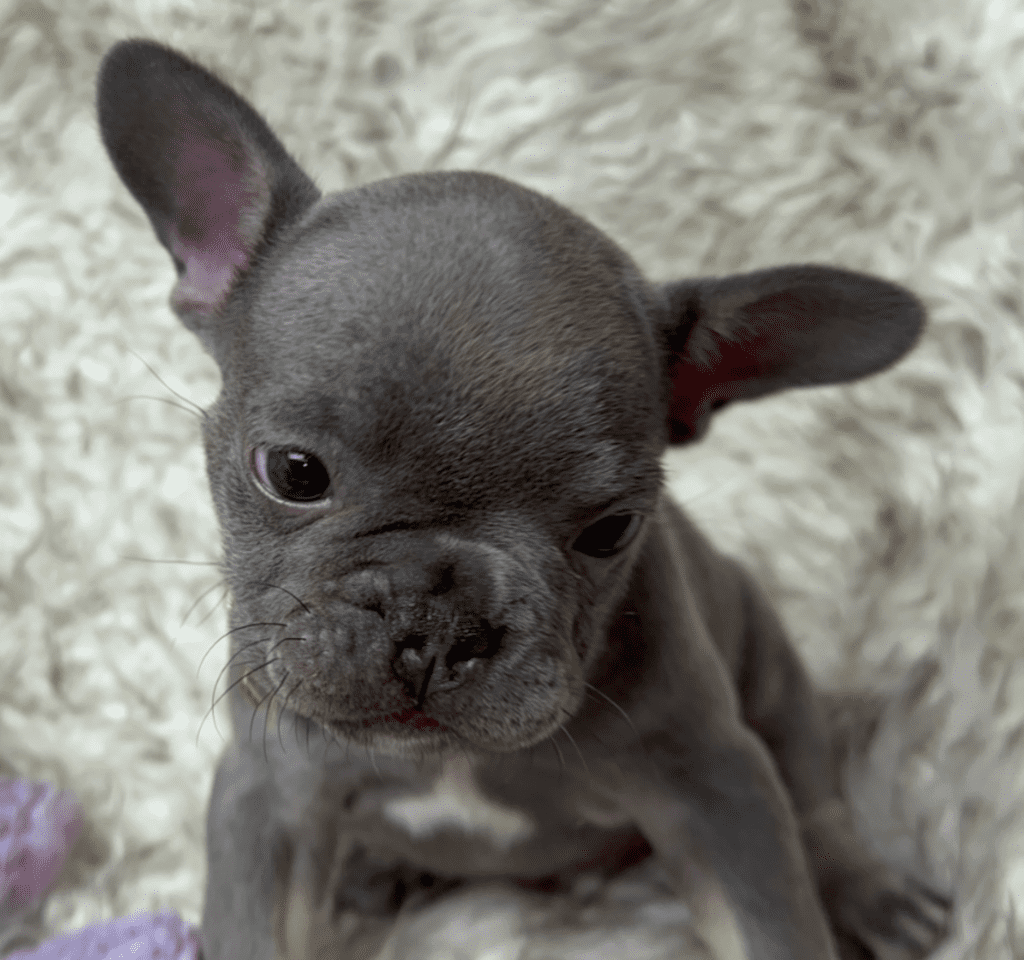Gigi | Lilac and Tan French Bulldog Female | Born April 4th, 2023
