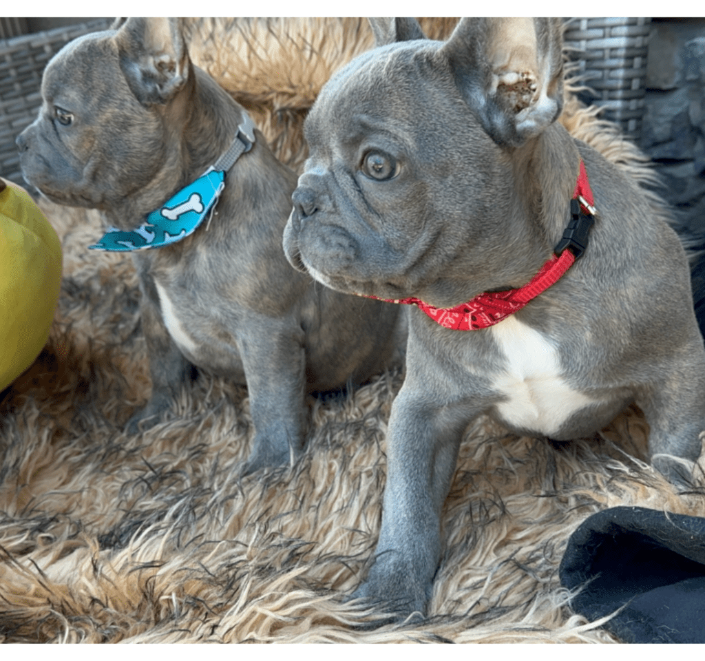 Eli Lilac French Bulldog Male | Ready Now