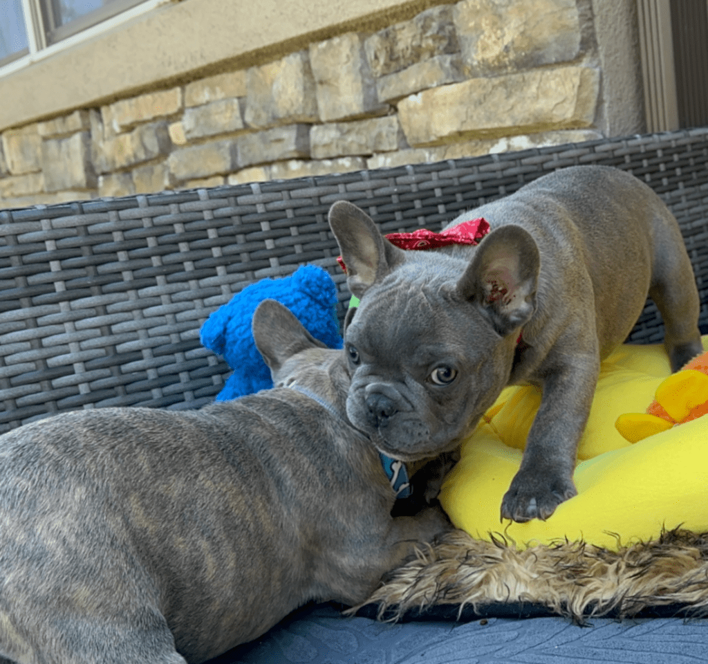 Eli Lilac French Bulldog Male | Ready Now