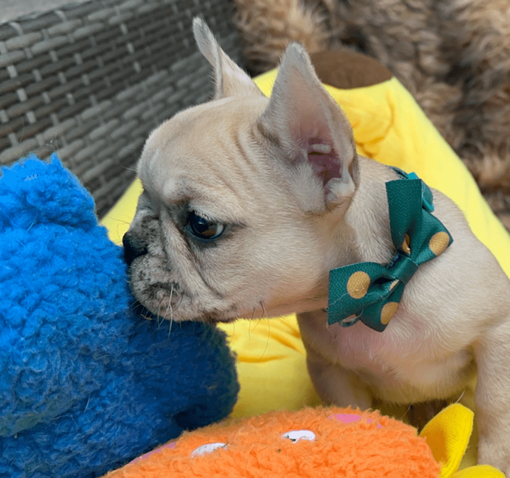 Cookie | Fawn Merle French Bulldog Female | Born 03/26/2023​