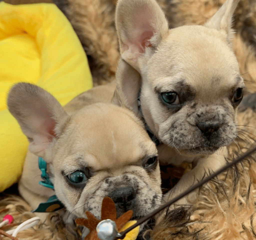 Cookie | Fawn Merle French Bulldog Female | Born 03/26/2023​