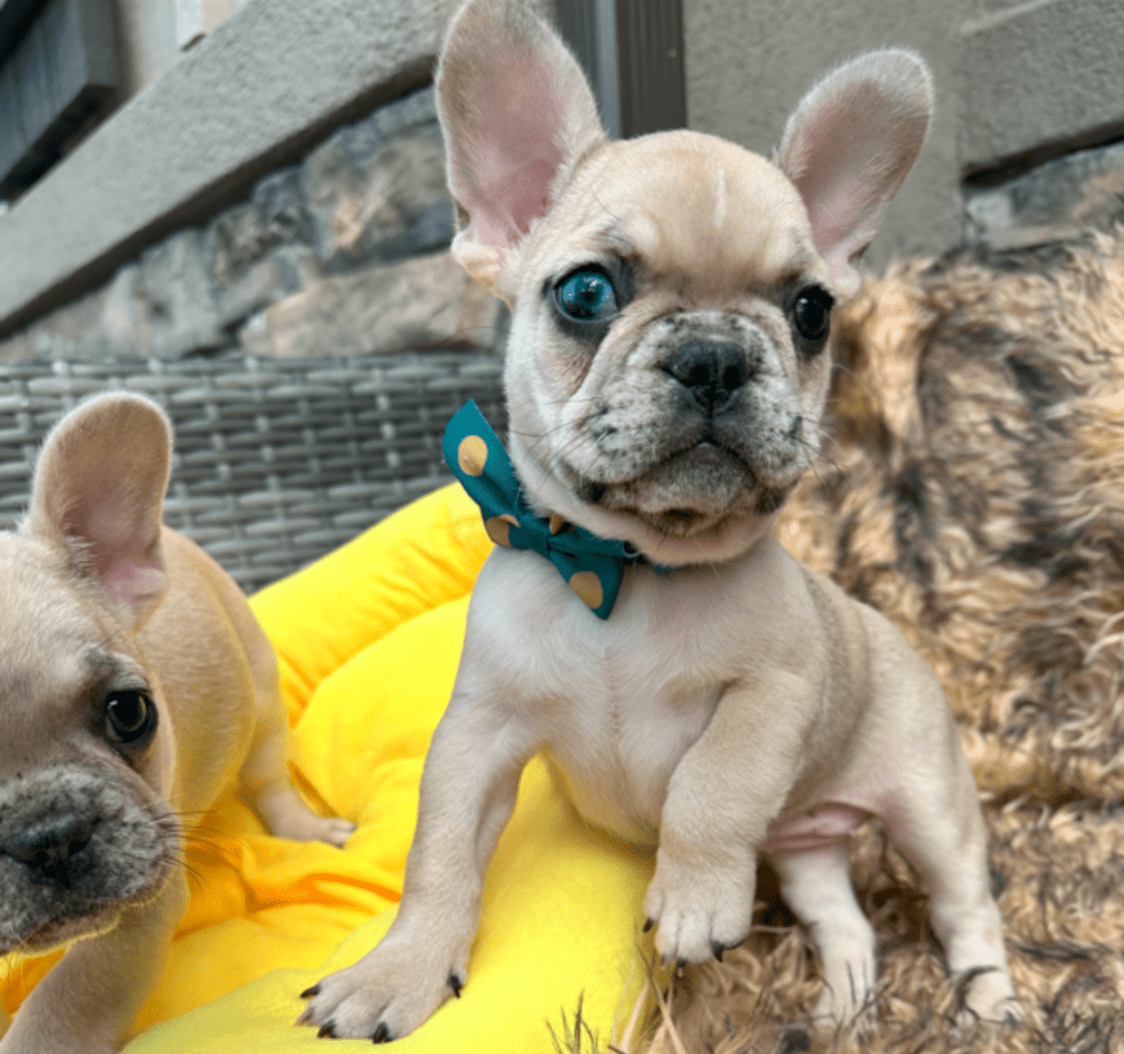 Cookie | Fawn Merle French Bulldog Female | Born 03/26/2023​