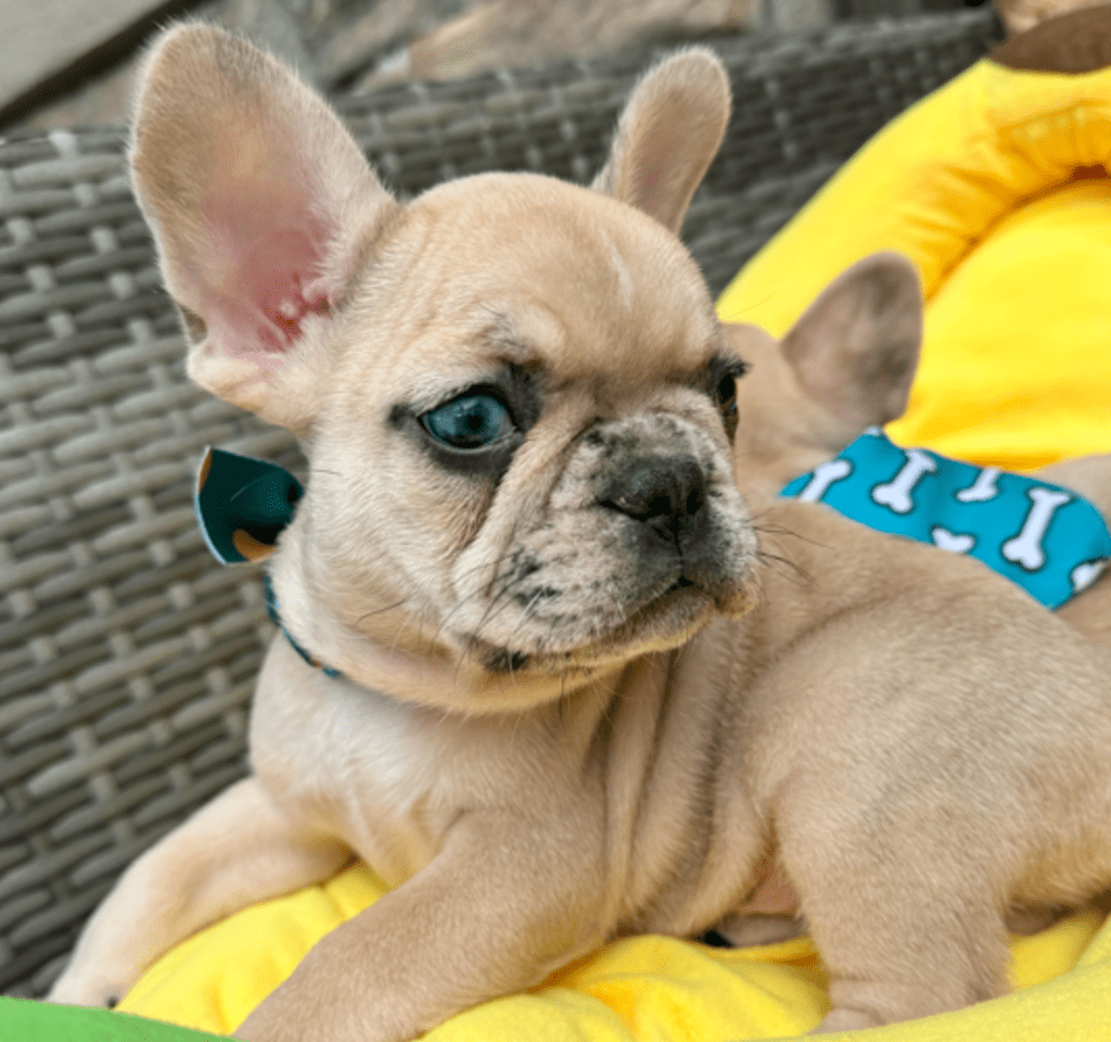 Cookie | Fawn Merle French Bulldog Female | Born 03/26/2023​