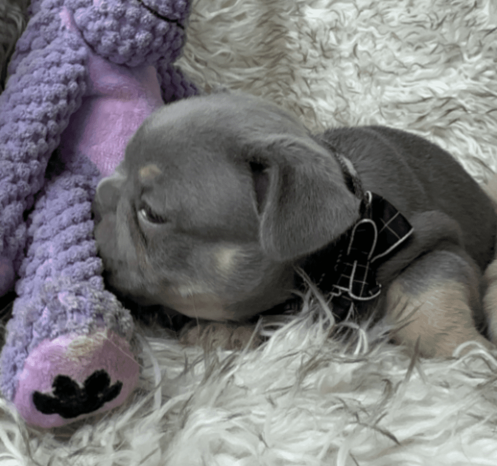 Indy | Lilac and Tan French Bulldog Male | Born April 15, 2023