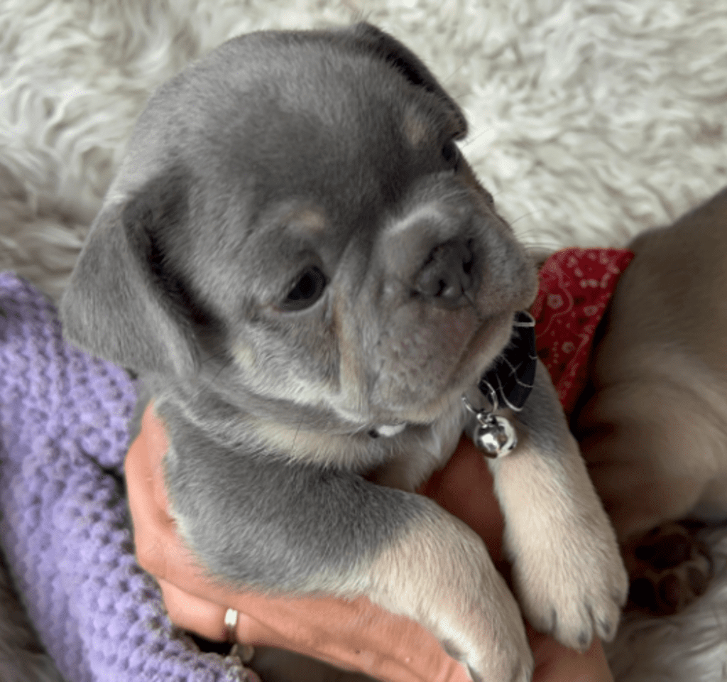 Indy | Lilac and Tan French Bulldog Male | Born April 15, 2023