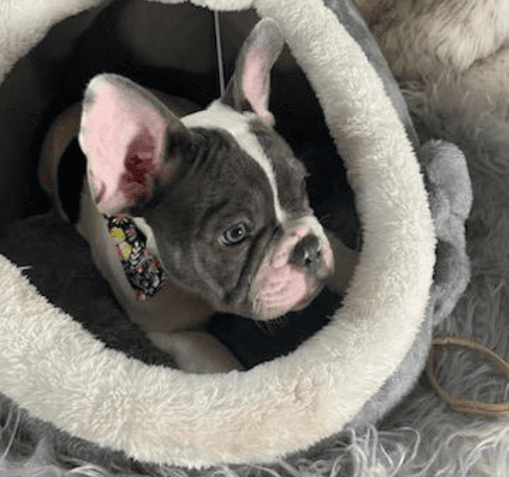 Ziggy Blue Pied French Bulldog Male | Ready May 17th, 2023