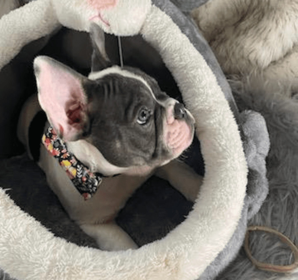 Ziggy Blue Pied French Bulldog Male | Ready May 17th, 2023